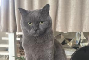 Vermisstmeldung Katze  Männliche , 6 jahre Gennevilliers Frankreich