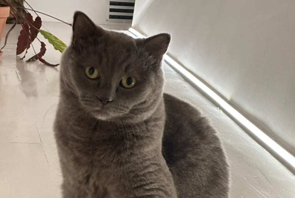Vermisstmeldung Katze  Männliche , 6 jahre Gennevilliers Frankreich