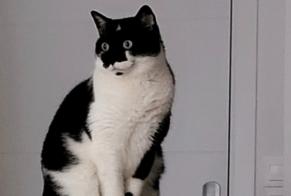 Vermisstmeldung Katze Weiblich , 8 jahre Balma Frankreich