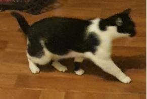 Vermisstmeldung Katze Weiblich , 8 jahre Balma Frankreich