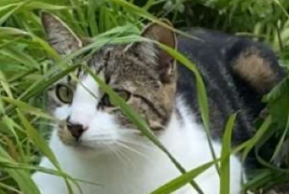Vermisstmeldung Katze rassenmischung Weiblich , 1 jahre Sainte-Mère-Église Frankreich