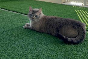 Vermisstmeldung Katze  Männliche , 2 jahre Clermont-l'Hérault Frankreich