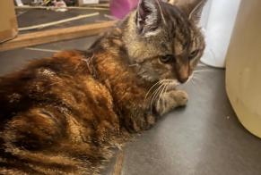 Fundmeldung Katze  Weiblich Duttlenheim Frankreich