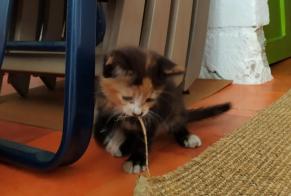 Fundmeldung Katze Unbekannt Laval Frankreich