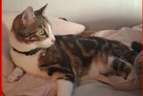 Vermisstmeldung Katze Männliche , 1 jahre Rosny-sous-Bois Frankreich