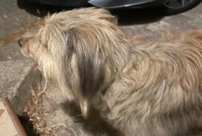 Fundmeldung Hund Weiblich Fleury Frankreich