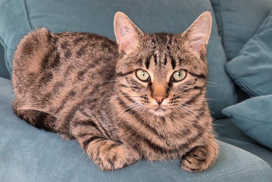 Vermisstmeldung Katze rassenmischung Männliche , 2 jahre Azur Frankreich