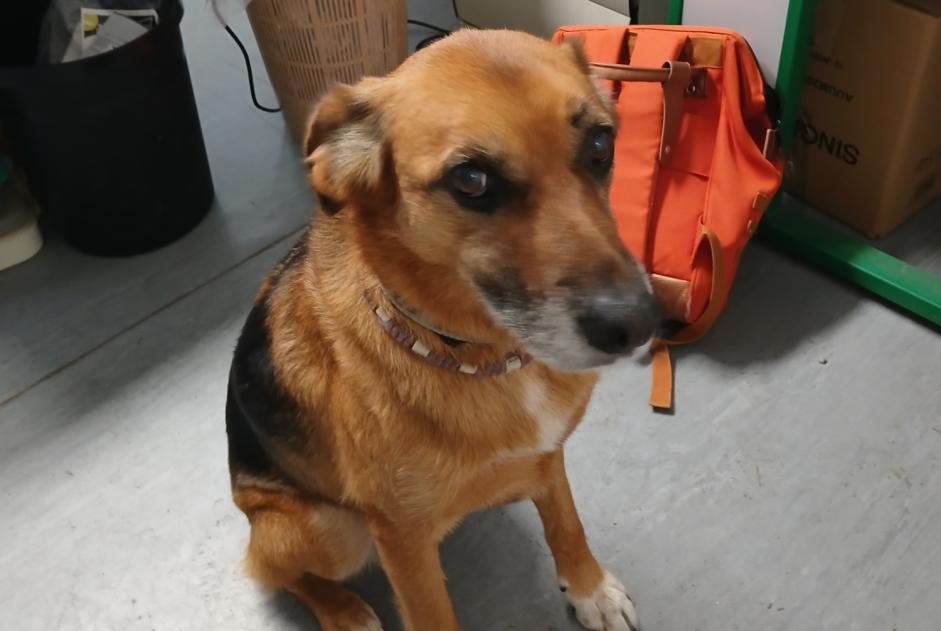 Fundmeldung Hund rassenmischung Weiblich Dinan Frankreich