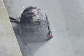 Fundmeldung Vogel Unbekannt Aulnay-sous-Bois Frankreich