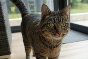 Vermisstmeldung Katze  Weiblich , 4 jahre Brest Frankreich