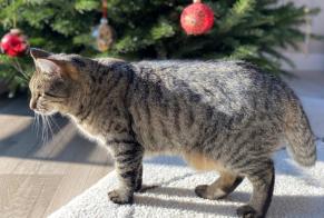 Vermisstmeldung Katze  Weiblich , 4 jahre Brest Frankreich