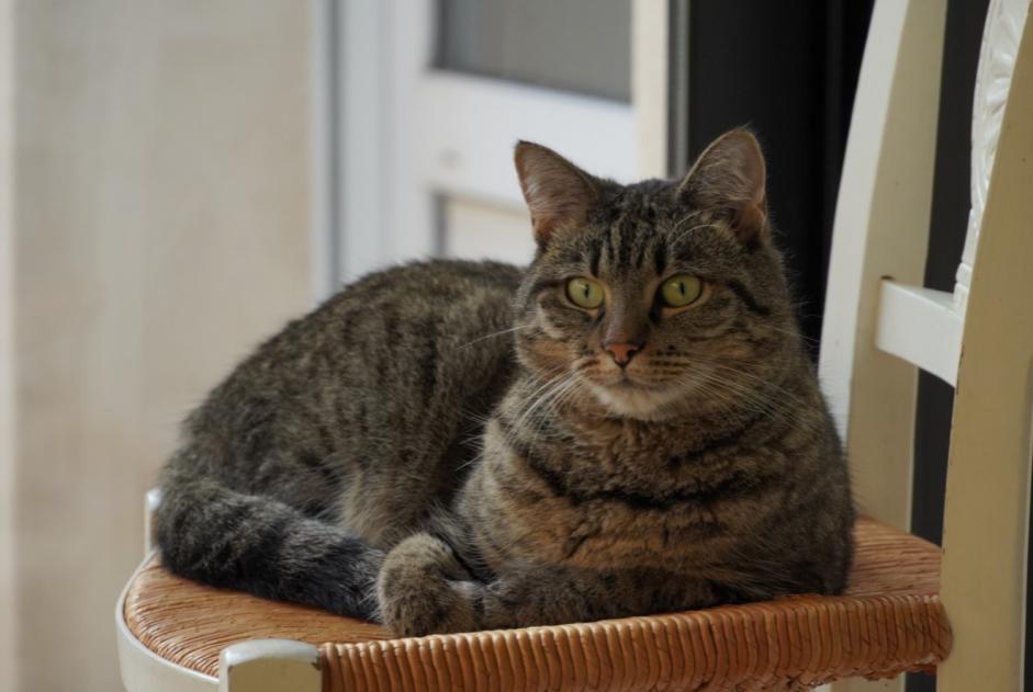 Vermisstmeldung Katze  Weiblich , 4 jahre Brest Frankreich
