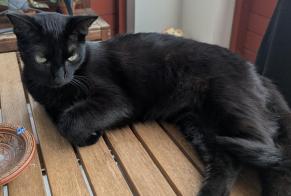 Vermisstmeldung Katze Männliche , 1 jahre Ustaritz Frankreich