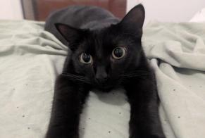 Vermisstmeldung Katze Männliche , 1 jahre Ustaritz Frankreich