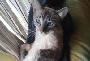 Vermisstmeldung Katze  Weiblich , 6 jahre Limoges Frankreich