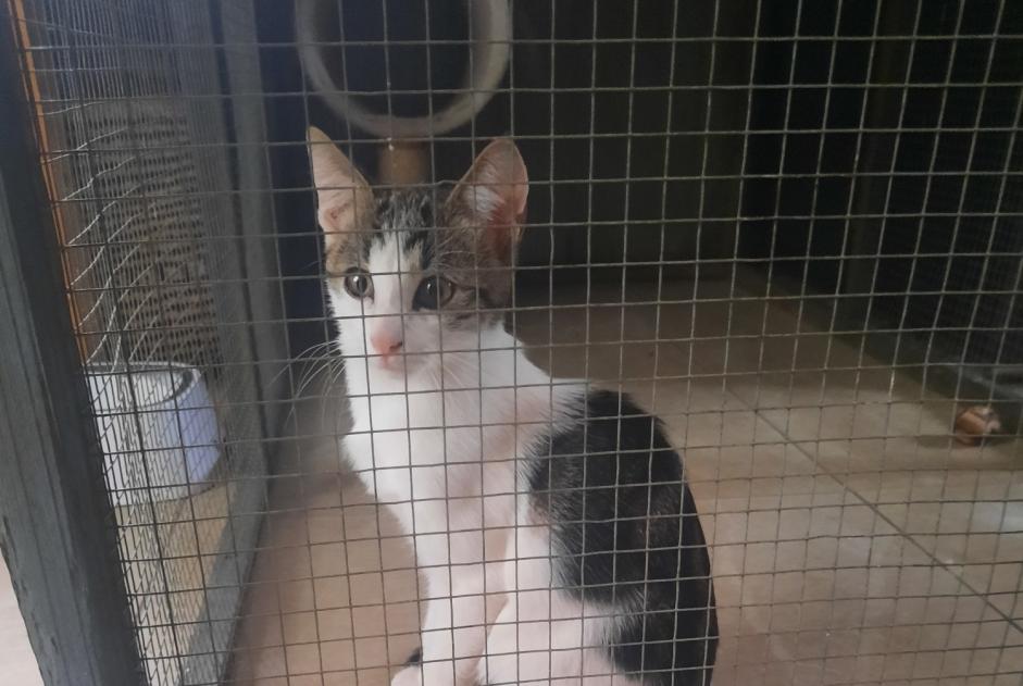 Fundmeldung Katze  Männliche Longpont-sur-Orge Frankreich