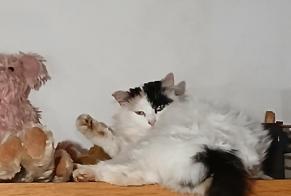 Vermisstmeldung Katze rassenmischung Weiblich , 6 jahre Maxent Frankreich
