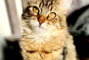 Vermisstmeldung Katze Weiblich , 2 jahre Cuers Frankreich