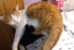 Vermisstmeldung Katze rassenmischung Männliche , 8 jahre Saint-Rogatien Frankreich