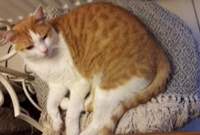 Vermisstmeldung Katze rassenmischung Männliche , 8 jahre Saint-Rogatien Frankreich