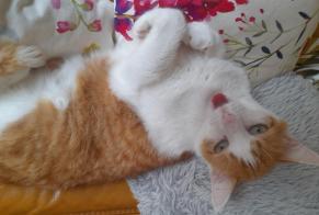Vermisstmeldung Katze rassenmischung Männliche , 8 jahre Saint-Rogatien Frankreich