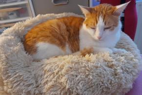 Vermisstmeldung Katze rassenmischung Männliche , 8 jahre Saint-Rogatien Frankreich