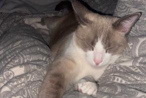 Vermisstmeldung Katze Männliche , 2 jahre Montpellier Frankreich