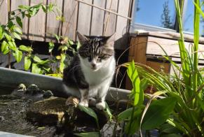 Vermisstmeldung Katze rassenmischung Weiblich , 1 jahre Uttenheim Frankreich