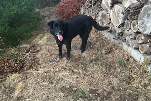Fundmeldung Hund rassenmischung Männliche Saint-Jeure-d'Ay Frankreich