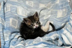 Fundmeldung Katze Unbekannt Commes Frankreich