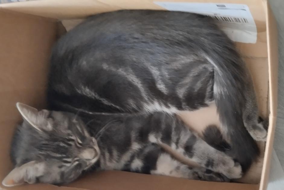 Fundmeldung Katze Unbekannt , Zwischen 4 und 6 Monaten Pérouse Frankreich