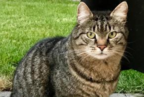 Vermisstmeldung Katze Männliche , 13 jahre Geudertheim Frankreich