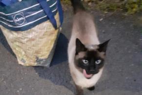 Fundmeldung Katze  Männliche Neuville-en-Ferrain Frankreich
