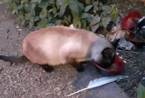Fundmeldung Katze  Männliche Neuville-en-Ferrain Frankreich