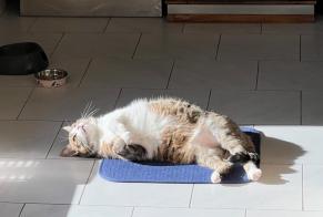 Vermisstmeldung Katze rassenmischung Weiblich , 5 jahre Orange Frankreich