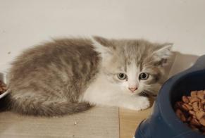 Fundmeldung Katze Weiblich Veaugues Frankreich