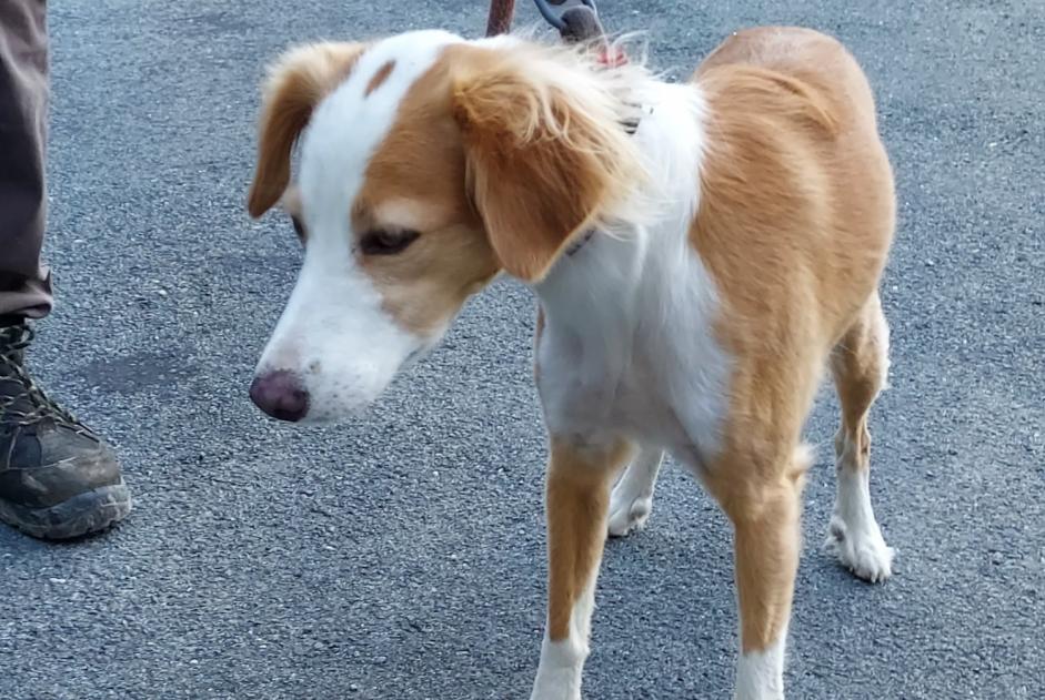 Fundmeldung Hund rassenmischung Unbekannt Saint-Pastour Frankreich