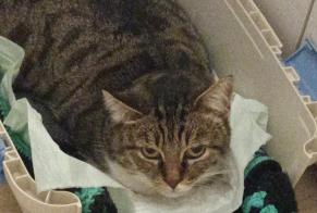Vermisstmeldung Katze Weiblich , 7 jahre Louannec Frankreich