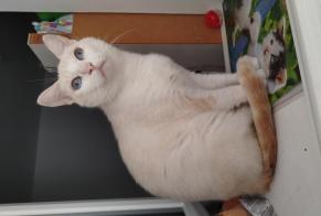 Vermisstmeldung Katze Weiblich , 2 jahre Brest Frankreich