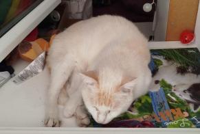 Vermisstmeldung Katze Weiblich , 2 jahre Brest Frankreich