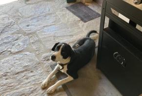 Fundmeldung Hund rassenmischung Männliche Saint-Julien Frankreich