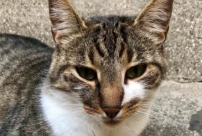 Vermisstmeldung Katze rassenmischung Männliche , 11 jahre Paris Frankreich