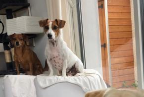 Vermisstmeldung Hund  Weiblich , 9 jahre Sérignan Frankreich