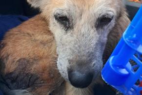 Fundmeldung Hund Weiblich Chaulieu Frankreich