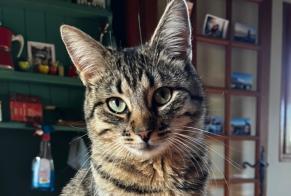 Vermisstmeldung Katze  Weiblich , 1 jahre Habère-Poche Frankreich