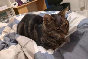Vermisstmeldung Katze rassenmischung Männliche , 6 jahre La Rochelle Frankreich