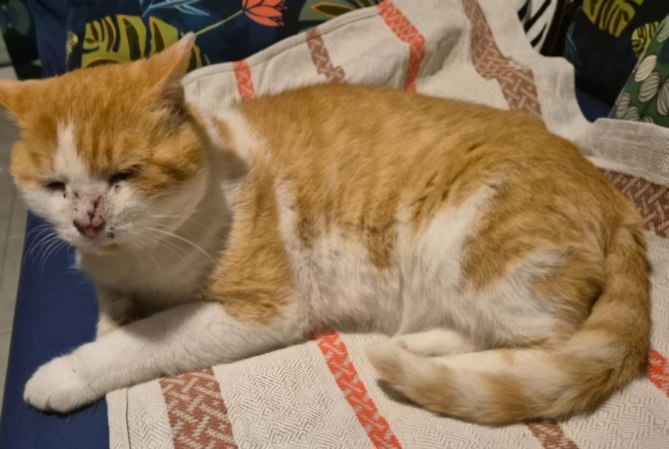 Vermisstmeldung Katze Männliche , 7 jahre Arzon Frankreich