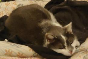 Vermisstmeldung Katze Weiblich , 14 jahre Saint-Laurent-du-Pont Frankreich