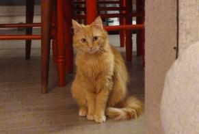 Vermisstmeldung Katze Weiblich , 1 jahre Sulniac Frankreich