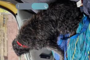 Fundmeldung Hund rassenmischung Weiblich Gaillac-Toulza Frankreich
